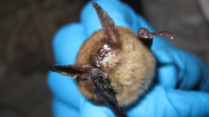 This Northern long-eared bat shows growth of the fungus that causes white-nose syndrome.