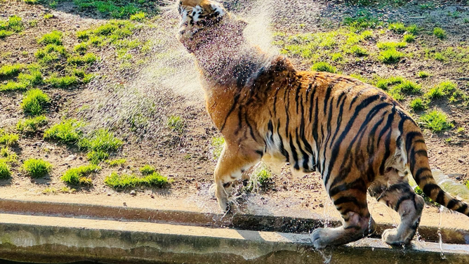 Water features, such as pools, creeks, misters and hoses keep a tiger cool at the Smithsonian National Zoological Park.