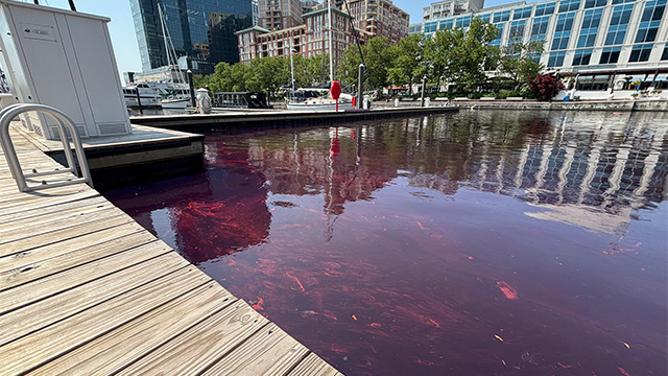 This image shows a diesel fuel spill in Baltimore on June 4, 2025.