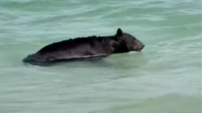 A Florida black bear in the Gulf near Naples, Florida on May 30, 2025.