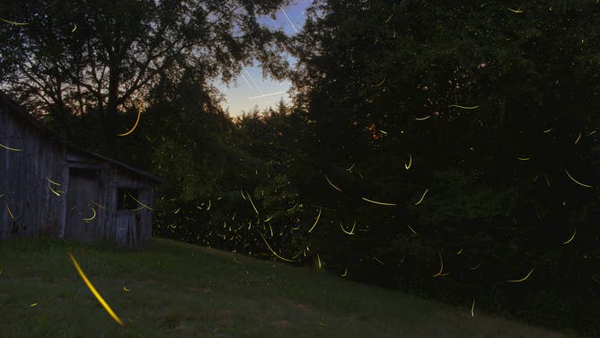 Big dipper fireflies.