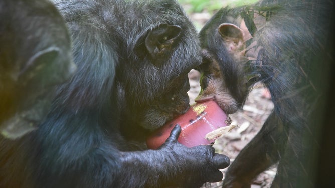 Chimpanzees, elephants, otters and giraffes were some of the hundreds of animals that were carefully looked after.