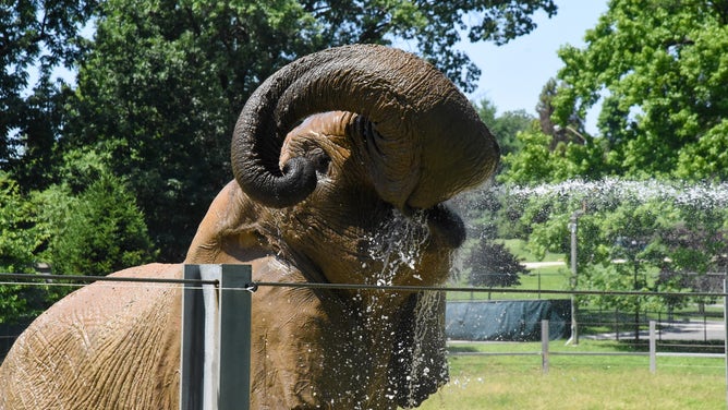 Chimpanzees, elephants, otters and giraffes were some of the hundreds of animals that were carefully looked after.