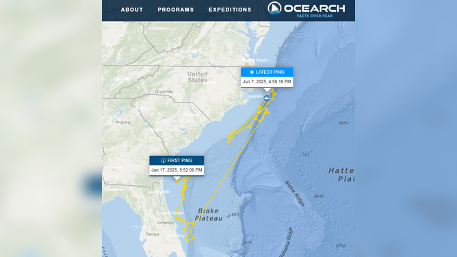 Screengrab from OCEARCH's shark tracker show Contender's path in the Atlantic Ocean.