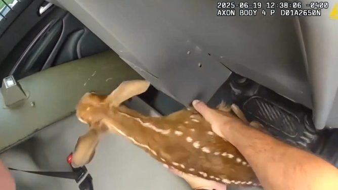 Deputy Webb puts the fawn into his backseat.