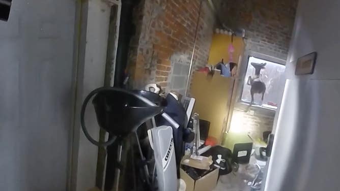 A deer attempts to jump out a closed window after breaking into a hair salon in Iowa.