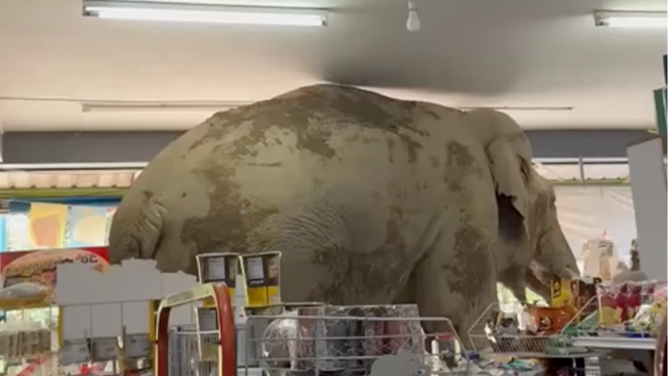 A wild elephant inside a Thai grocery store.