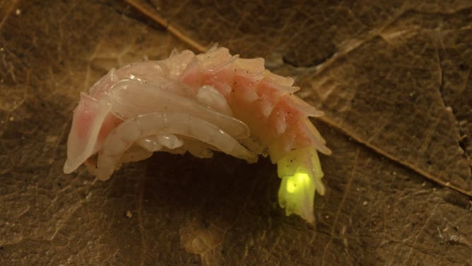 A firefly pupa.