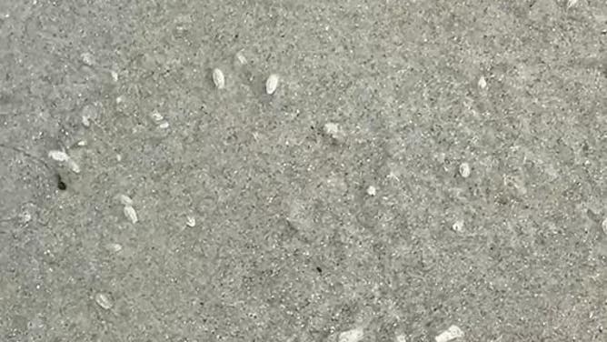 Sand fleas are actually crustaceans. 