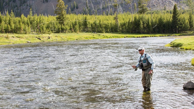 Fly fishing on the Madison River in Yellowstone National Park.