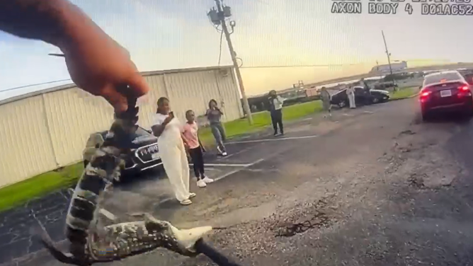The alligator fights being caught.