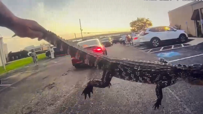 Police are able to secure the gator.