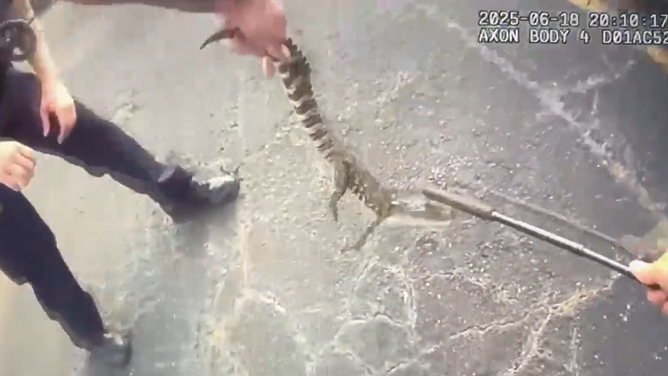 Police officers grabs an alligator from a church parking lot.