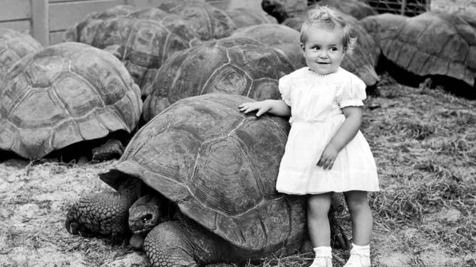 A young girl leans up against nearly five hundred pounds of tortoise in the world's largest tortoise colony at the North Miami Zoo, Miami, Florida, 1946.