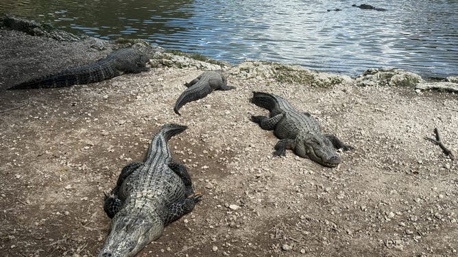 Alligators are seen at the alligator farm in Everglades National Park, United States on May 6, 2024.