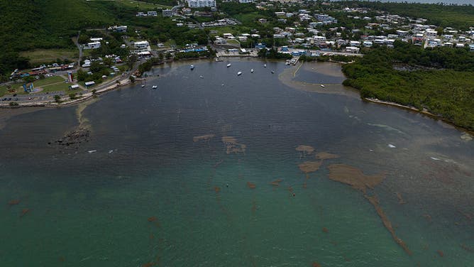 Sargassum algae piles up along the shore at a beach in Puerto Rico on May 19, 2025