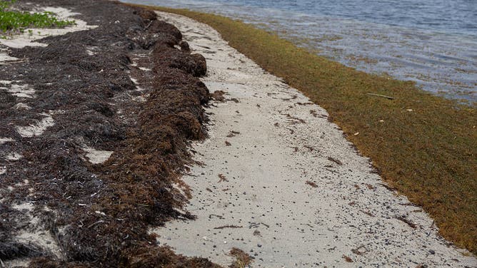 Sargassum algae piles up along the shore at a beach in Puerto Rico on May 19, 2025