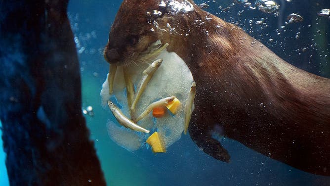 The Maryland Zoo In Baltimore Has Cool Treats For Animals In The Heat