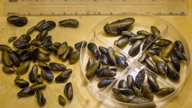 Invasive golden mussels that were found in Merced County, California, on October 2024.