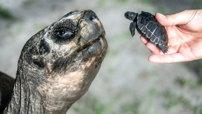 Goliath, Zoo Miami's Galapagos Tortoise, and his baby.