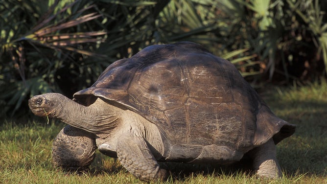Goliath at 135 years young. Zoo Miami is celebrating his first Father's Day this year.