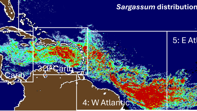 Map showing sargassum population as of May 2025.