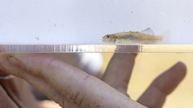 A tidewater goby inside a clear tank.