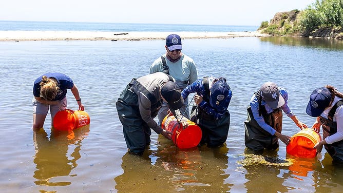 The gobies are returned to the wild.