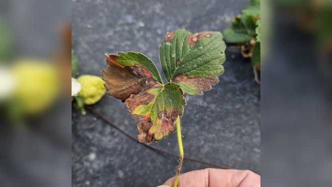 Neopestalotiopsis leaf and rot of a strawberry.