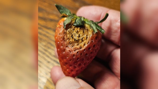 Neopestalotiopsis leaf and rot of a strawberry.
