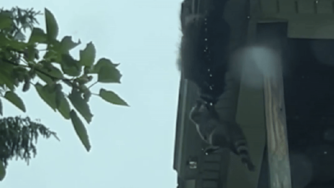 Mother raccoon hangs onto her baby, known as a kit.