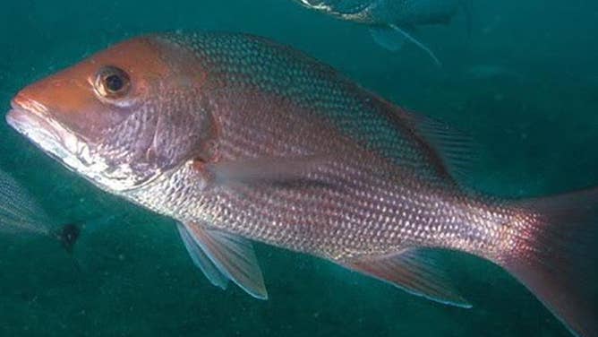 Red snapper photo