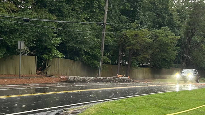 This image shows a tree that was brought down during severe weather in Roswell, Georgia, on Saturday, June 7, 2025.
