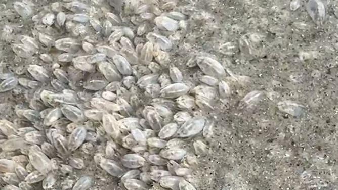 Thousands of sand fleas along Satellite Beach in Florida.