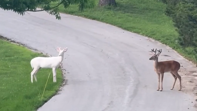 A rare albino deer stands opposite a pigmented white-tail buck in a Jefferson County neighborhood.