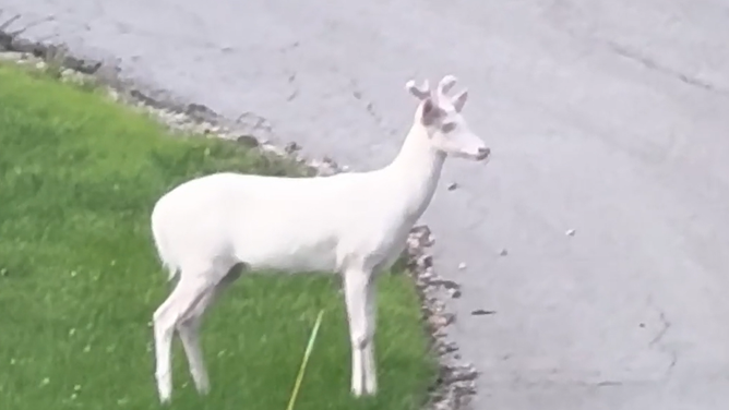 A rare all-white albino deer was caught on camera in Arnold, MO on June 9.