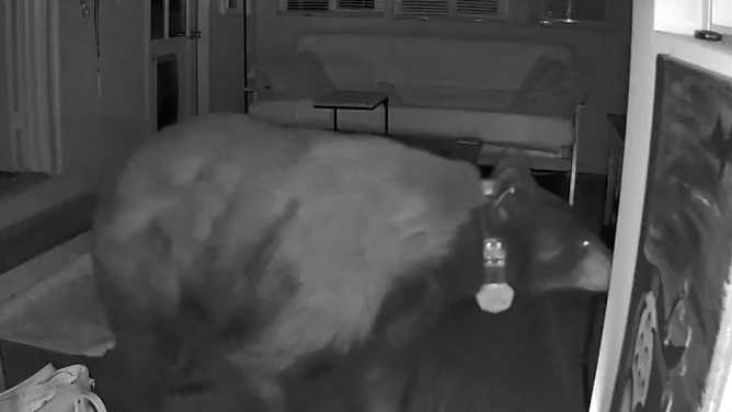 The black bear is wearing a collar, indicating its location is tracked by the California Department of Fish and Wildlife.