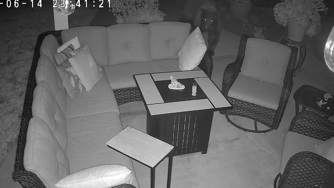 A black bear approaches a home in Monrovia, California, before breaking in.