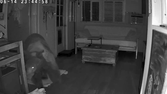 The black bear investigates after breaking into the home.