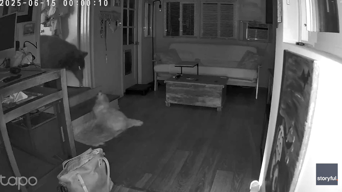 The black bear swipes a paw at the dog, who ferociously barks in response.