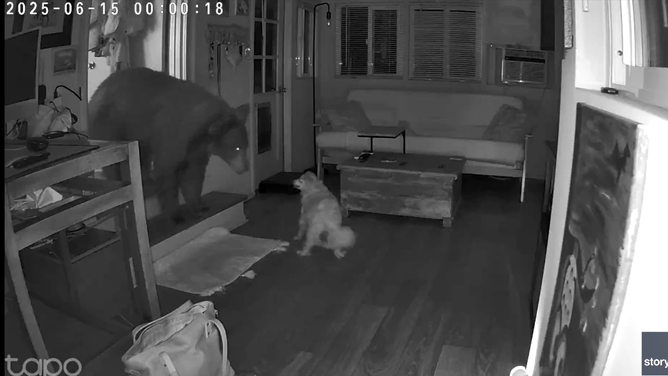 The dog continued to bark after confronting the bear.
