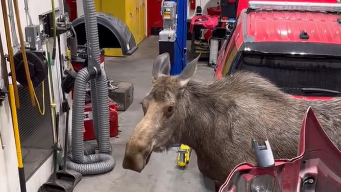 The moose looks around.