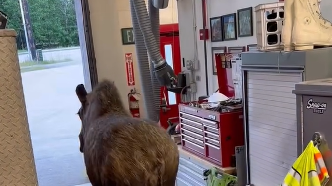 The moose strolls out of the fire department looking for her babies.