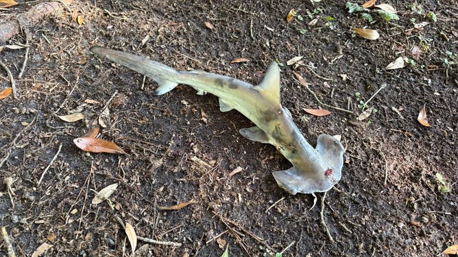 A small hammerhead shark fell from the sky and interrupted a local disc golf game in May of 2025, after it was dropped by an osprey.