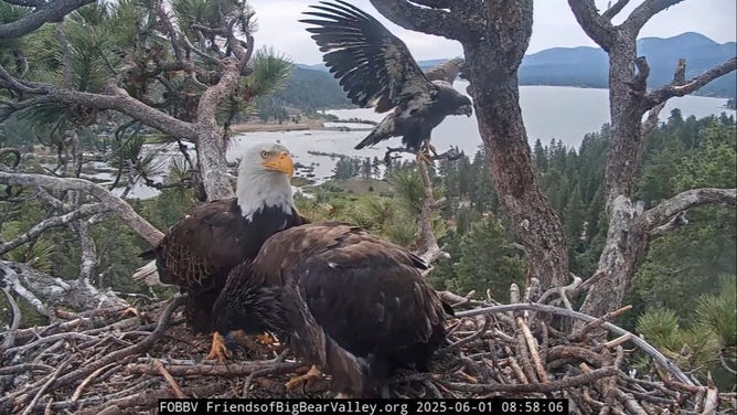 Eaglet Sunny on the high perch with Jackie and Gizmo in the nest.