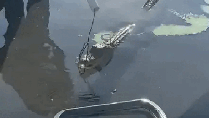 A family in East Texas was relieved when first responders captured an alligator making itself at home in their backyard pool.