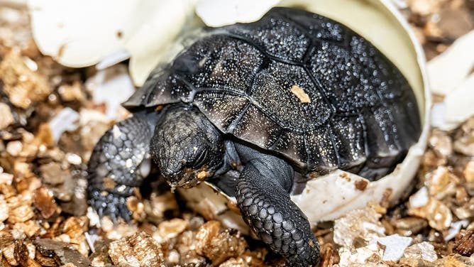 A newly hatched Galapagos Tortoise, the offspring of Goliath and Sweet Pea at Zoo Miami.