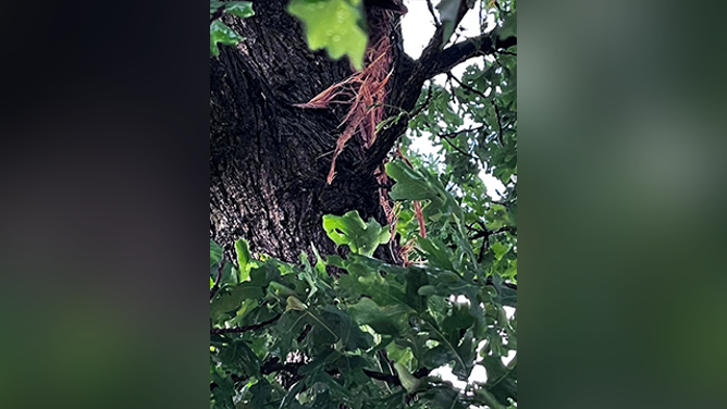 This image shows a tree impacted by a lightning strike in Texas on June 1, 2025.