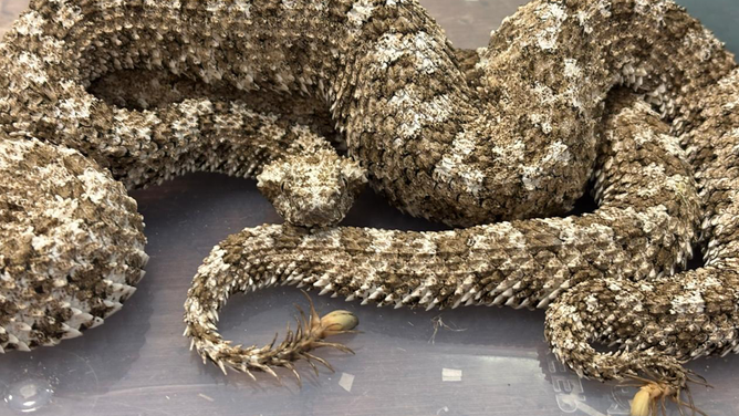 Spider-Tailed Horned Vipers seized by India customs.