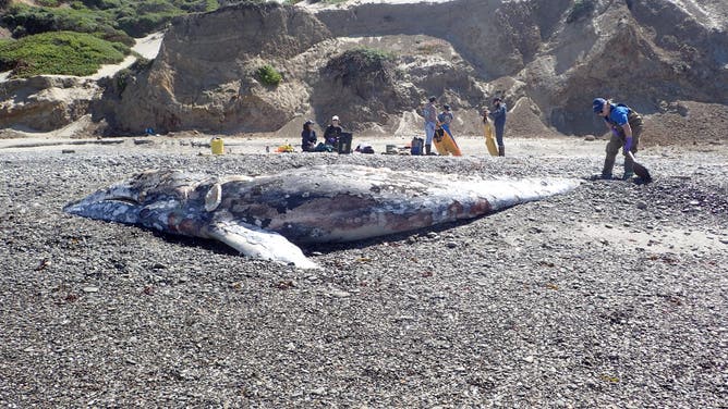 Dead whale found in the San Francisco Bay region.